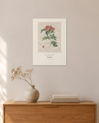Rosa lucida – Pierre-Joseph Redouté – 30 × 42 cm ohne Rahmen – Raumansicht – Art Bros